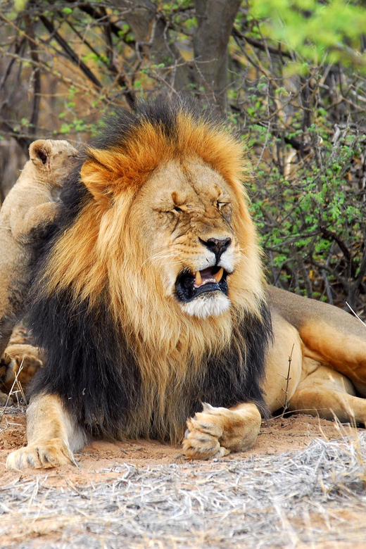 Kruger Park Safari: Fly in From MQP & Panorama Route