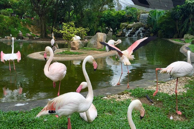 Kuala Lumpur Bird Park Admission Ticket With Private Pickup - Overview of Kuala Lumpur Bird Park
