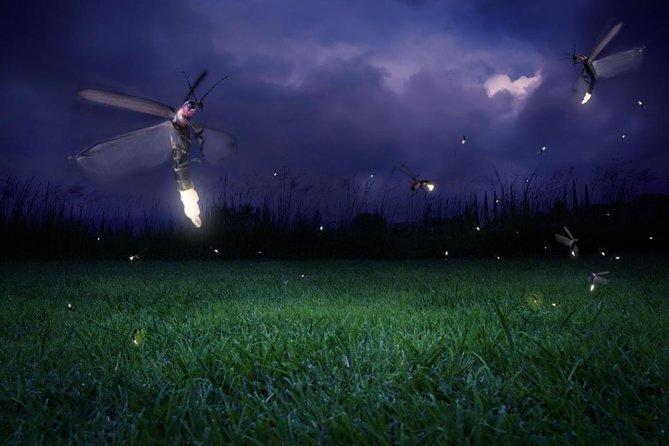 Kuala Selangor Firefly Seafood Dinner Tour Include Free Boat Ride
