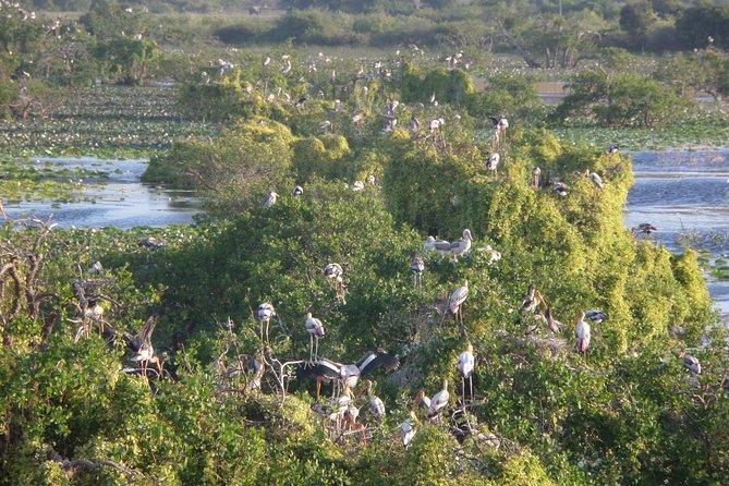 Kumana National Park Wildlife Safari