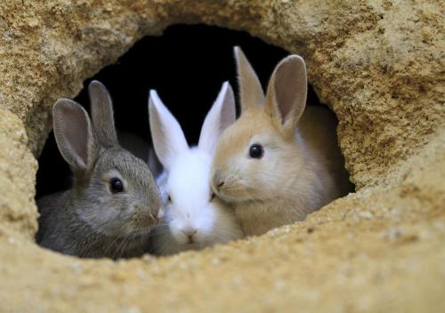 Kyukamura Ohkunoshima - Overview of the Ryokan
