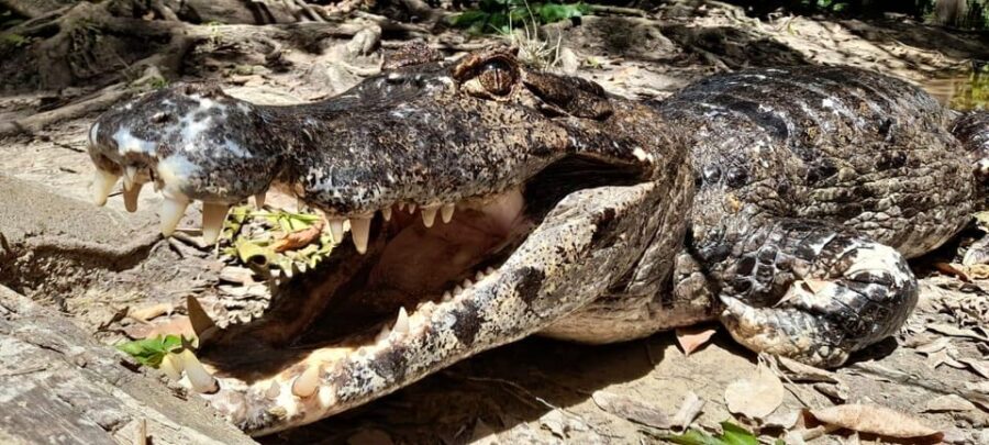 2 Best Tours In Rurrenabaque
