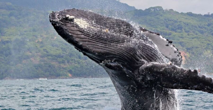 La Romana: Whale-Watching Cruise & Cayo Levantado Day Trip - Overview and Pricing