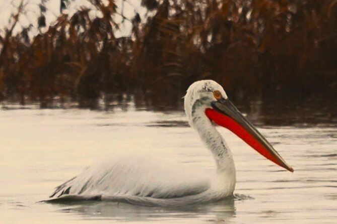 Lake Skadar: Early-morning Birdwatching and Photography Tour