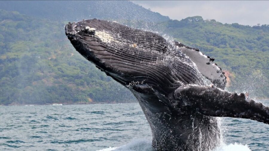 Las Terrenas: Private Whale Watching Half Day