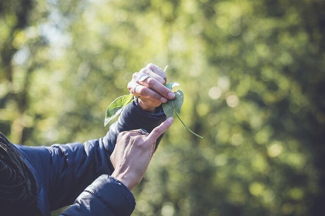 Learn to Forage in Llangollen