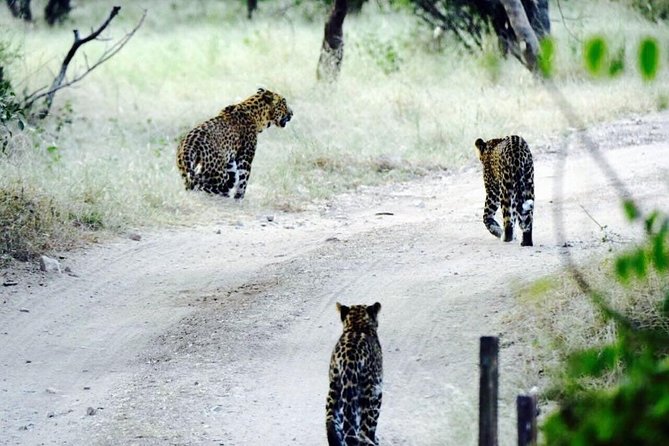 Leopard Safari in 4×4 Vehicle in Jhalana Park Including Transfers