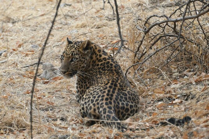 Leopard Wildlife Safari at Amagarh Park Including Transfers