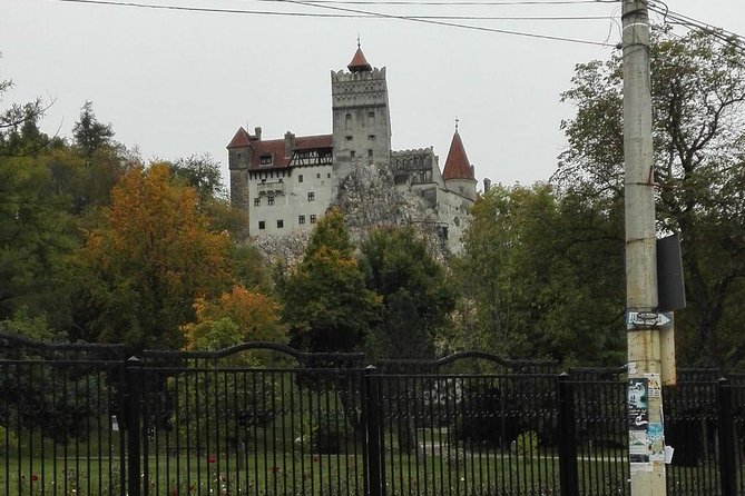 Libearty – the Brown Bear Sanctuary From Zarnesti