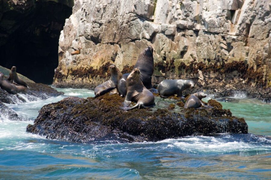 Lima: Sea Lion Swim and Wildlife Palomino Islands Cruise - Activity Overview
