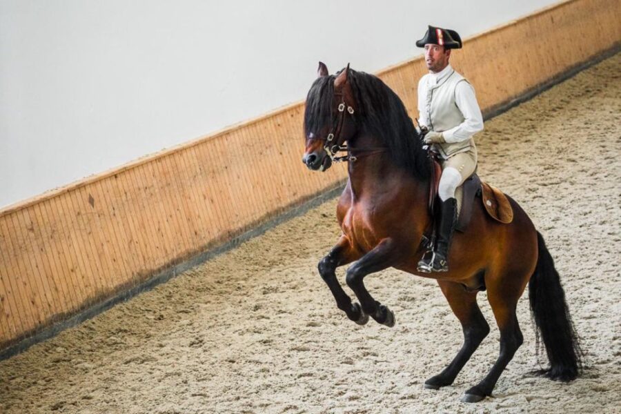 Lisbon: Portuguese Riding School Trainig With Lusitano Horse - Overview and Pricing