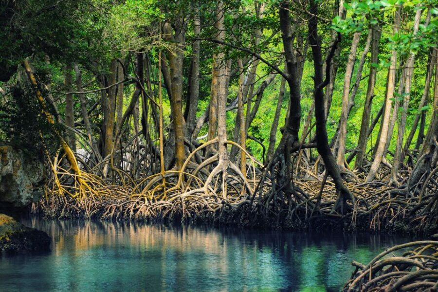 Los Haitises: Caves, Mangroves, & Rainforest Hike/Boat Tour