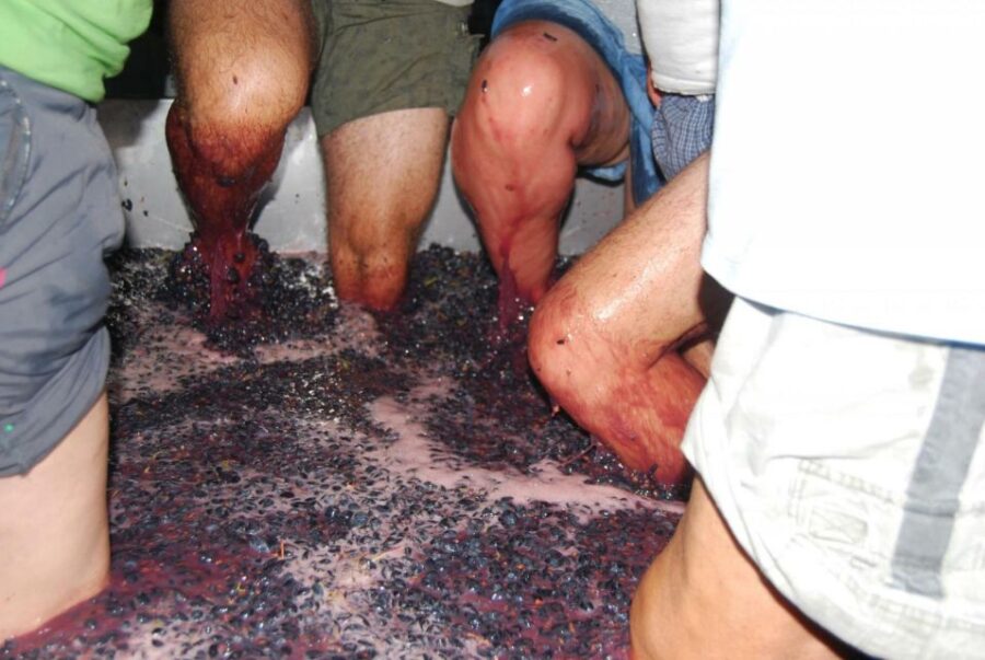 Loulé: Quinta Da Tôr Winery Guided Tour and Wine Tasting - Tour Overview