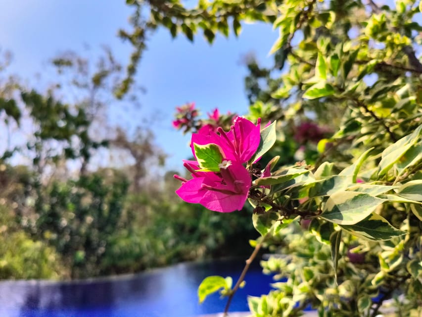 Lovina: Yoga & Massage