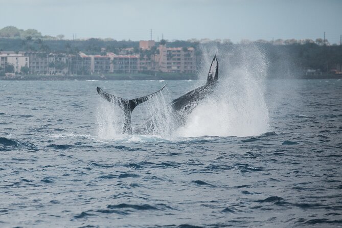 Luxury Catamaran Whale Watch