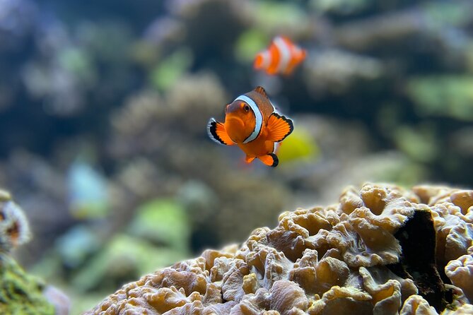 Maafushi: Full Day Snorkeling and Island Hopping Experience