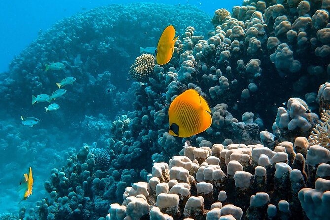 3 Best Snorkeling Experiences In Maafushi Island