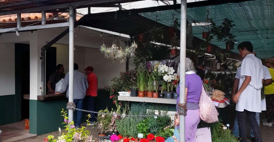 Madeira: Sunday Market in Santo Da Serra - Experience Overview