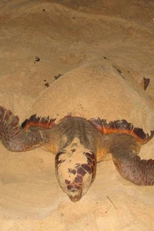 Maio Island: Sea Turtle Whaching