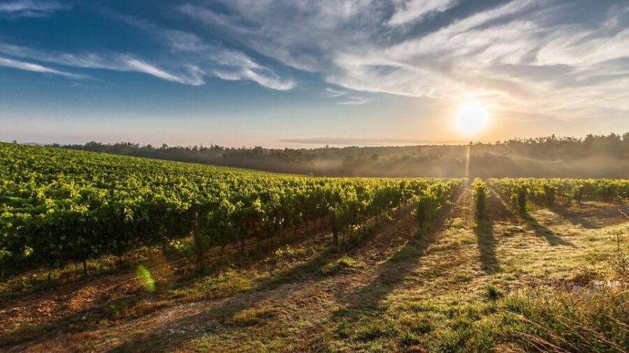 Maipo Valley: Private Full-Day Wine Tour