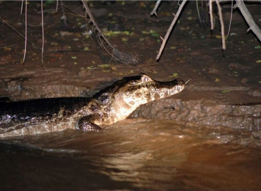 Manaus: Piranha Fishing and Alligator Watch Evening Tour - Overview of the Tour