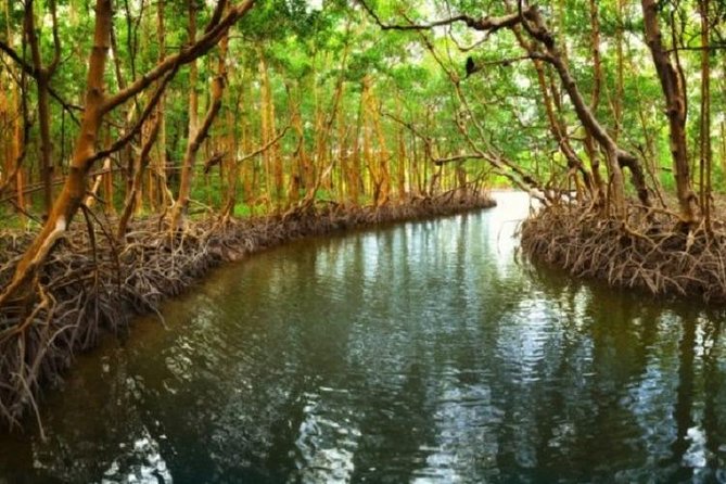 Mangrove Tour by Boat - (Birdwatching) Fauna and Flora - Half Day