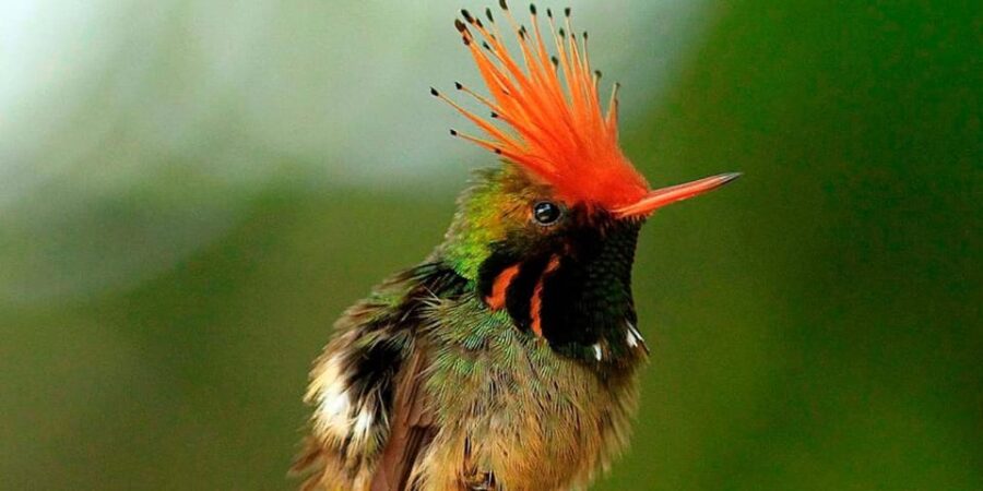 Manu Jungle Excursion 3D |Cloud Forest, Machuwasi, Parrots|