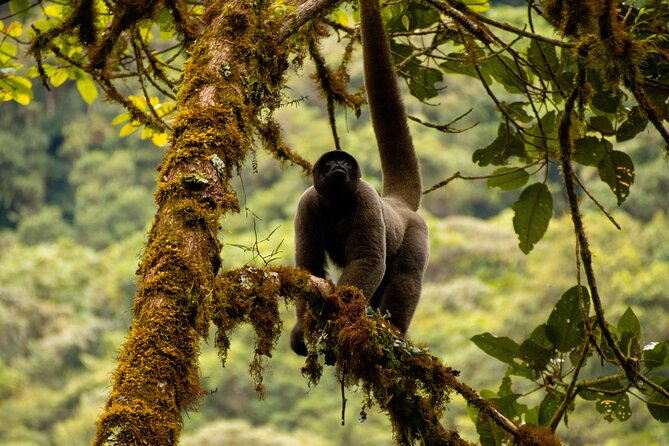 Manu Reserve Zone Tour + Jaguar and Macaw Clay Lick 7days