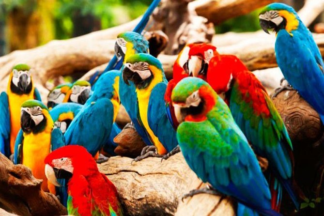 Manu Reserved Zone and Macaw Clay Lick (7 Days)
