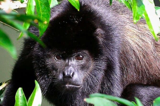 Manuel Antonio National Park Guided Walk - Included Amenities