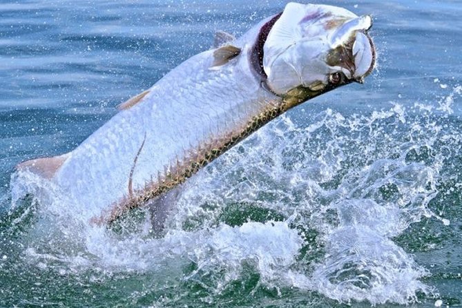 Marathon Tarpon Fishing Charter