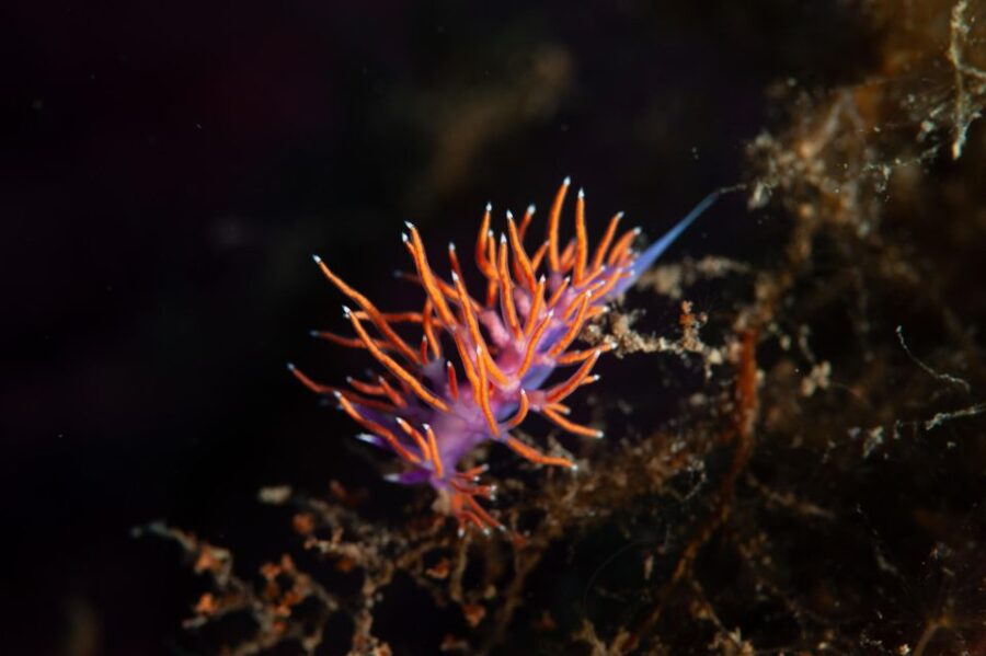 MARINA DI CAMPO: DIVING ON THE ISLAND OF ELBA AND PIANOSA