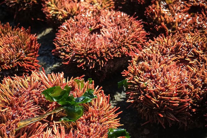 Marine Life & Flavors of the Pacific Full Day Private Tour