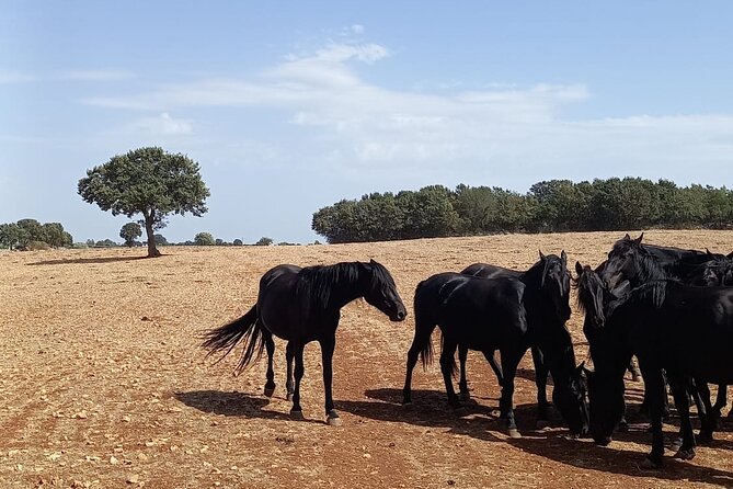 Martina Franca E-Bike Tour . Visit a Breeding and a Dairy Farm