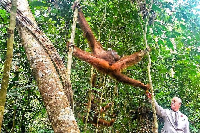 Marvellous Creature Orangutan : Sarawak Semenggoh Wildlife Centre Tour - Tour Overview