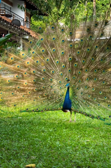 Medellin: Fruit Tour With Tastings, Nature and Animals. - Tour Overview and Pricing