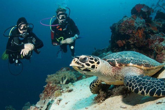 Menjangan Island Bali Diving Activity - Overview of Menjangan Island Diving