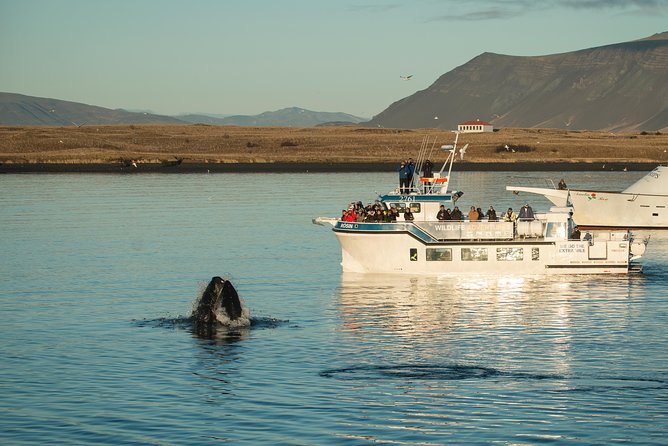 Midnight Sun Whale Watching From Reykjavik - Meeting and Logistics