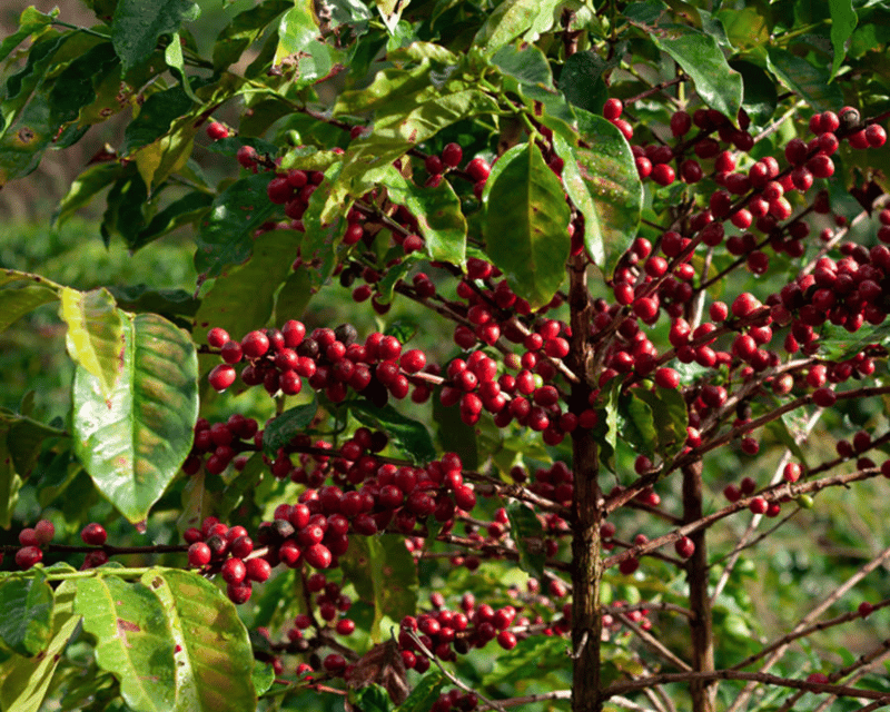 Minca, Hidden Waterfall & Cacao Workshop + Coffee Workshop