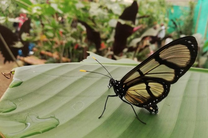 Mindo Cloud Forest - Private Tour From Quito - Nature, Waterfalls and Chocolate - Private Transportation and Bilingual Guide
