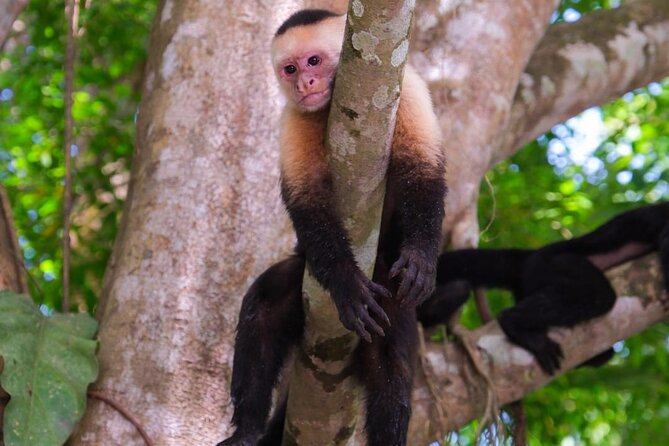 Monkey Boat Tour, Manuel Antonio