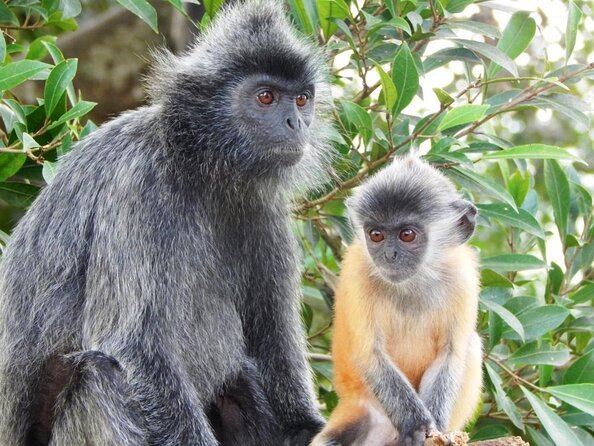 Monkey Hill, Eagle and Firefly Tour