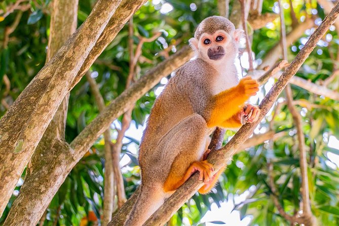 Monkeyland & Plantation Safari Full Day From Juan Dolio
