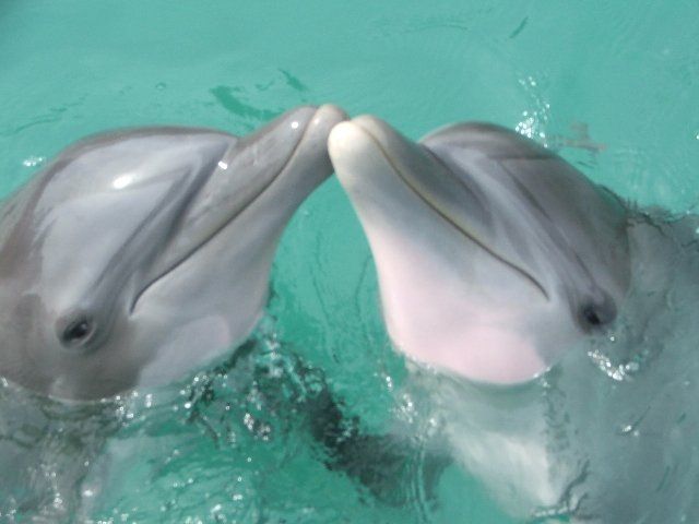 Montego Bay: Dolphin Cove Tickets - Ticket Details