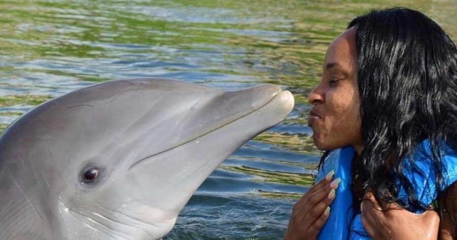 3 Best Dolphin Watching Tours In Montego Bay