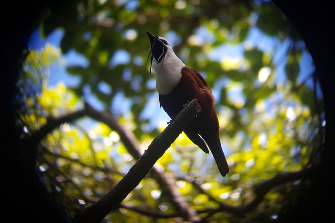 Monteverde Cloud Forest Tour With a Certified Tour Guide
