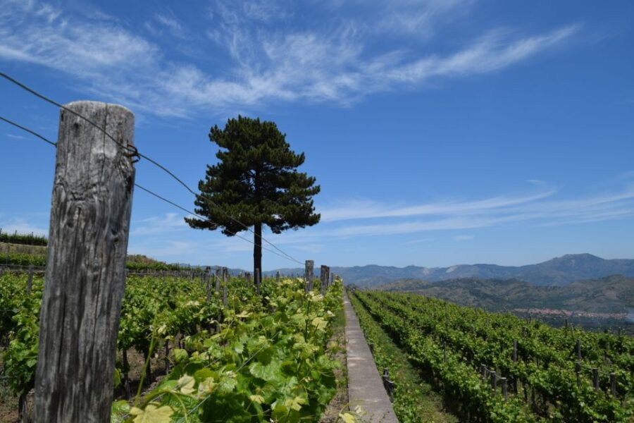 Mount Etna: Winery Tour and Tasting