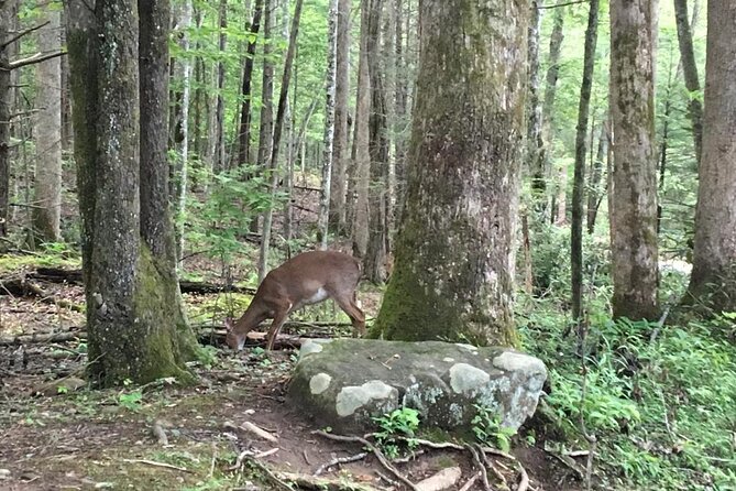 Mountaineers Way Hike in the Smokies - Pickup and Meeting Details