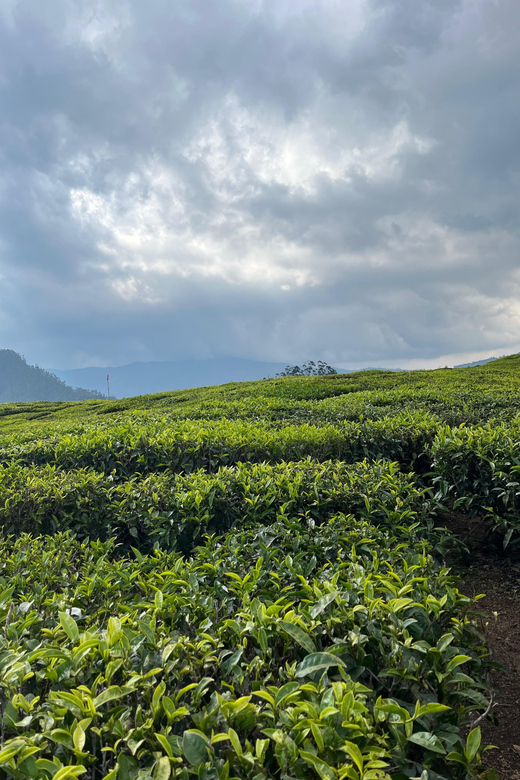 Munnar Local Sightseeing (Tea Valley Trip)
