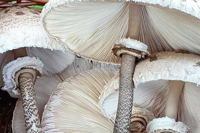 MUSHROOM FORAGING TOUR in Slovenia - Meeting Point and Logistics